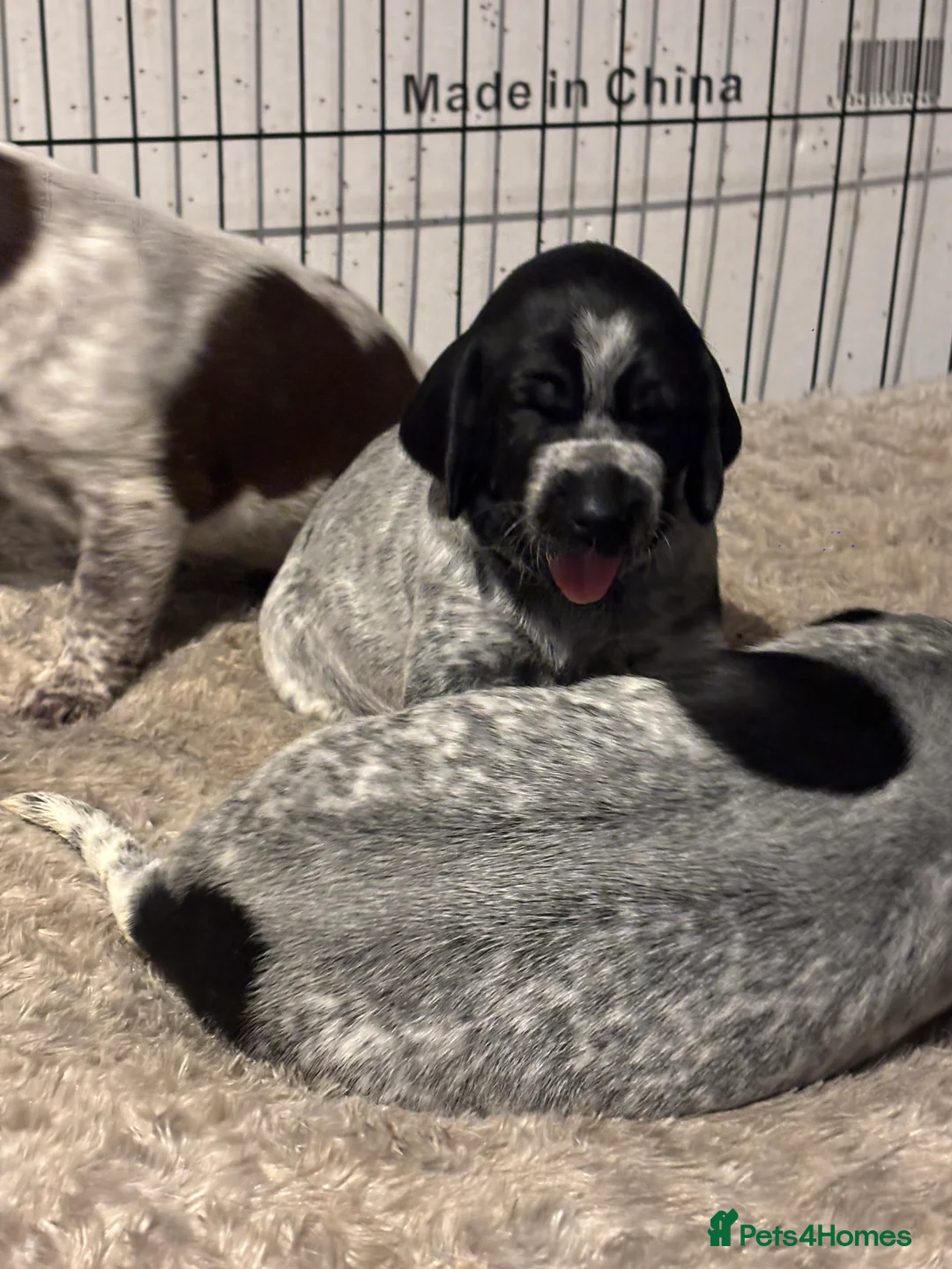 German Shorthaired Pointer dogs for sale: German shorthaired pointer - Advert 7