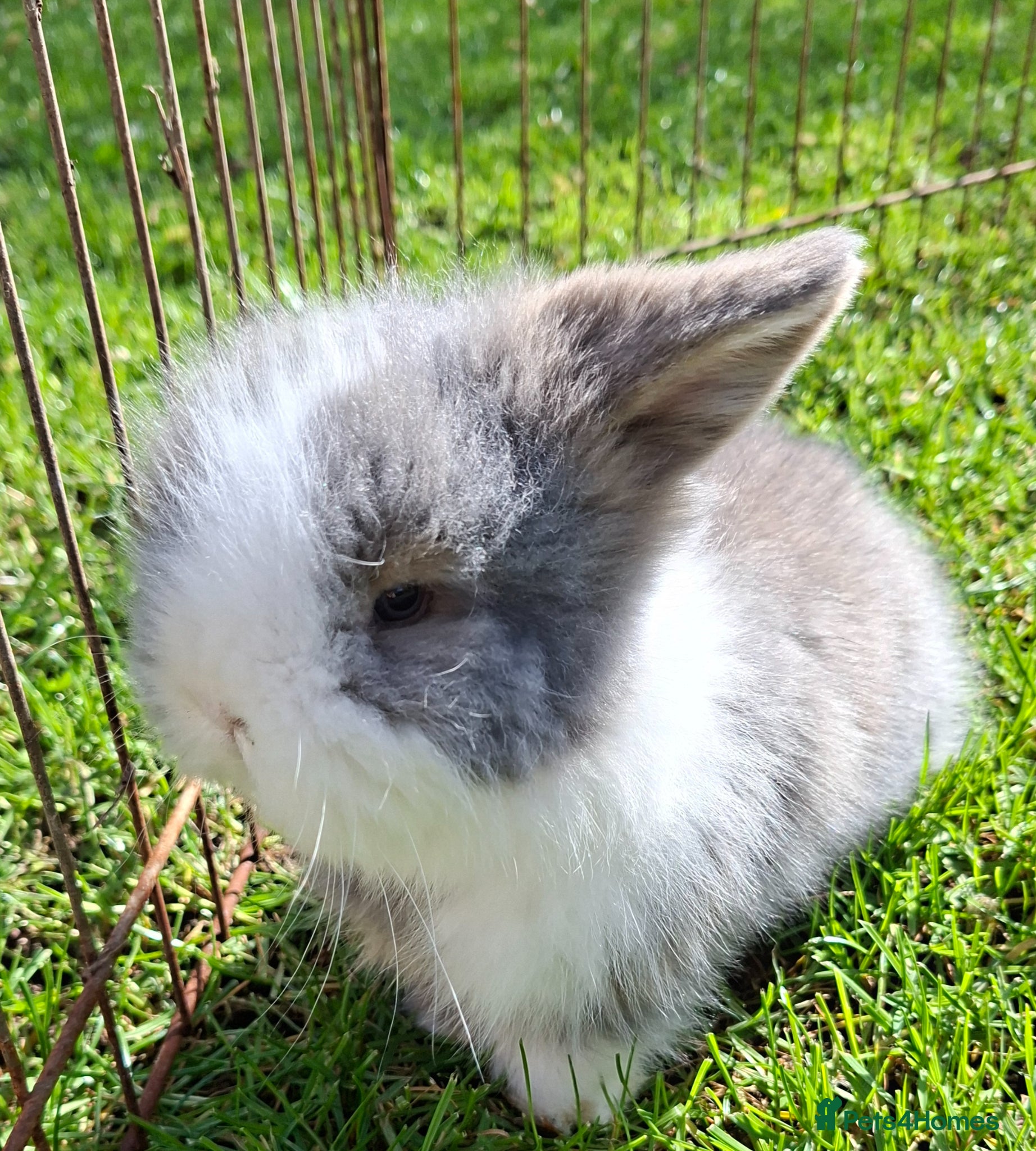 Mixed Breed rabbits 2 baby girls  Minilop/ lionhead cross - Advert 1
