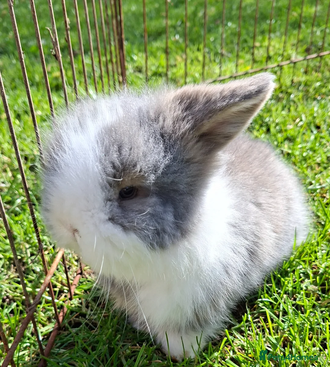 Mixed Breed rabbits for sale: 2 baby girls  Minilop/ lionhead cross - Advert 1