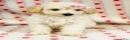 Toy Poodle dogs for sale: Beautiful toy poodles, ready now  - Advert 4