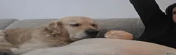 Golden Retriever dogs for sale: Adorable Golden Retriever Puppies for Sale! - Advert 7