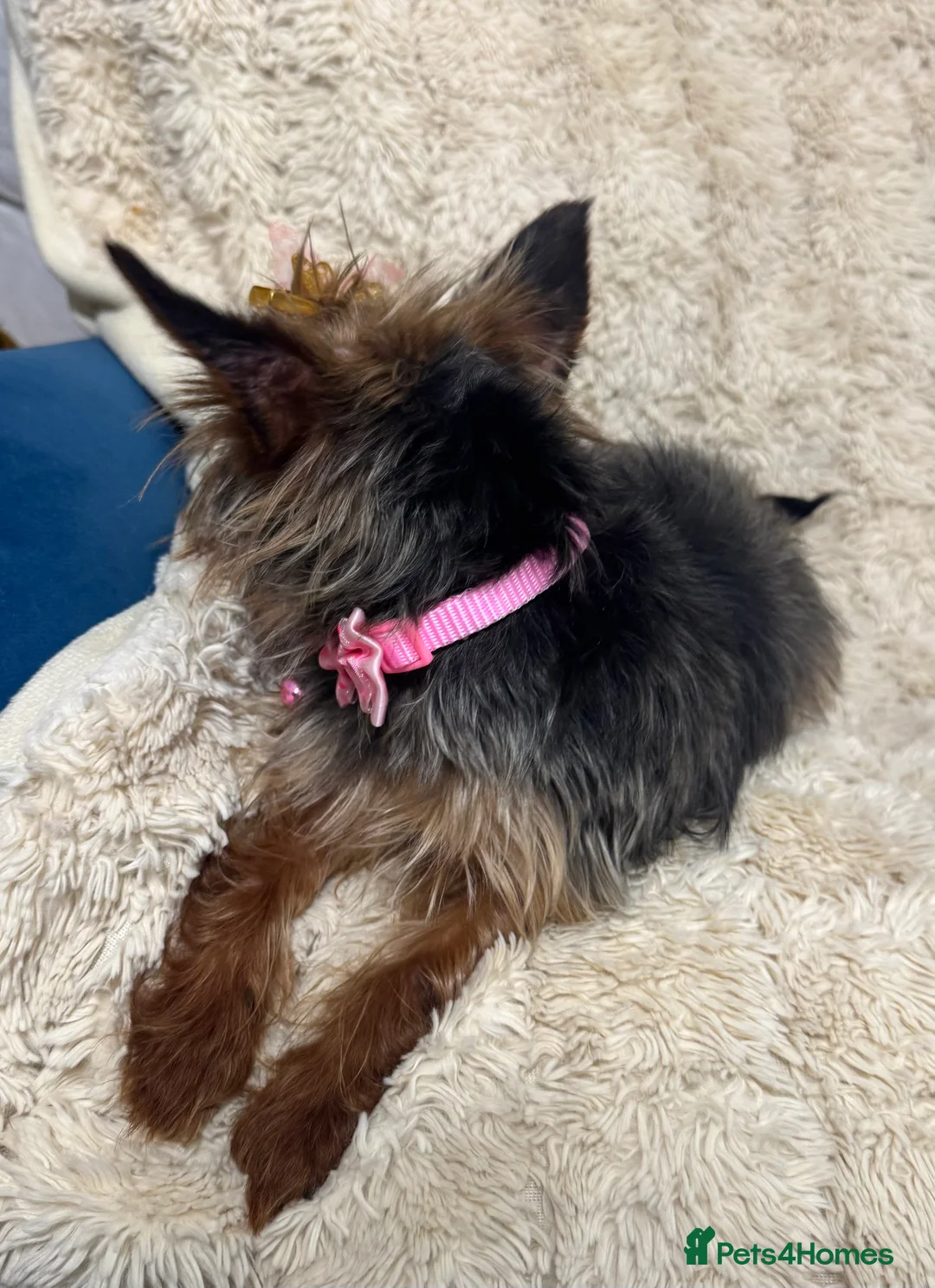 Yorkshire Terrier dogs for sale: Meet Nina -Quiet and Sweet Yorkie 💕 - Advert 9