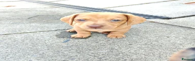 Mixed Breed 3