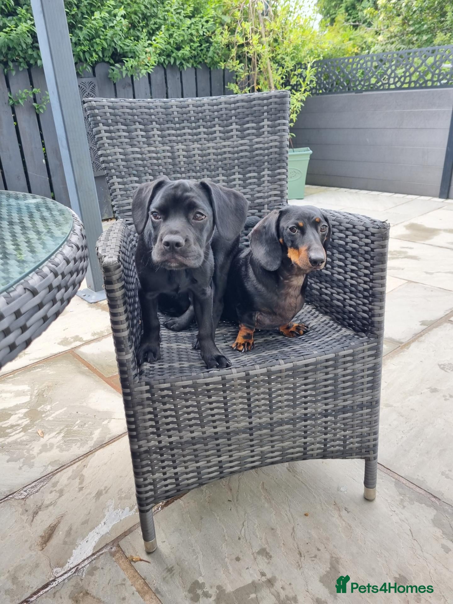 Mixed Breed dogs Millie - Advert 1