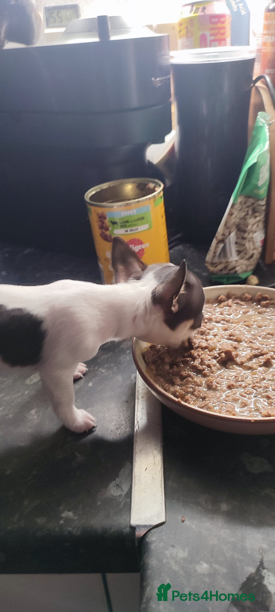 Chihuahua dogs for sale:  Tiny dog chihuahua - Advert 15