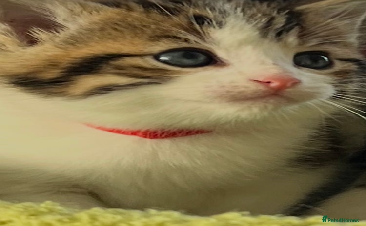 Mixed Breed cats - Advert 7