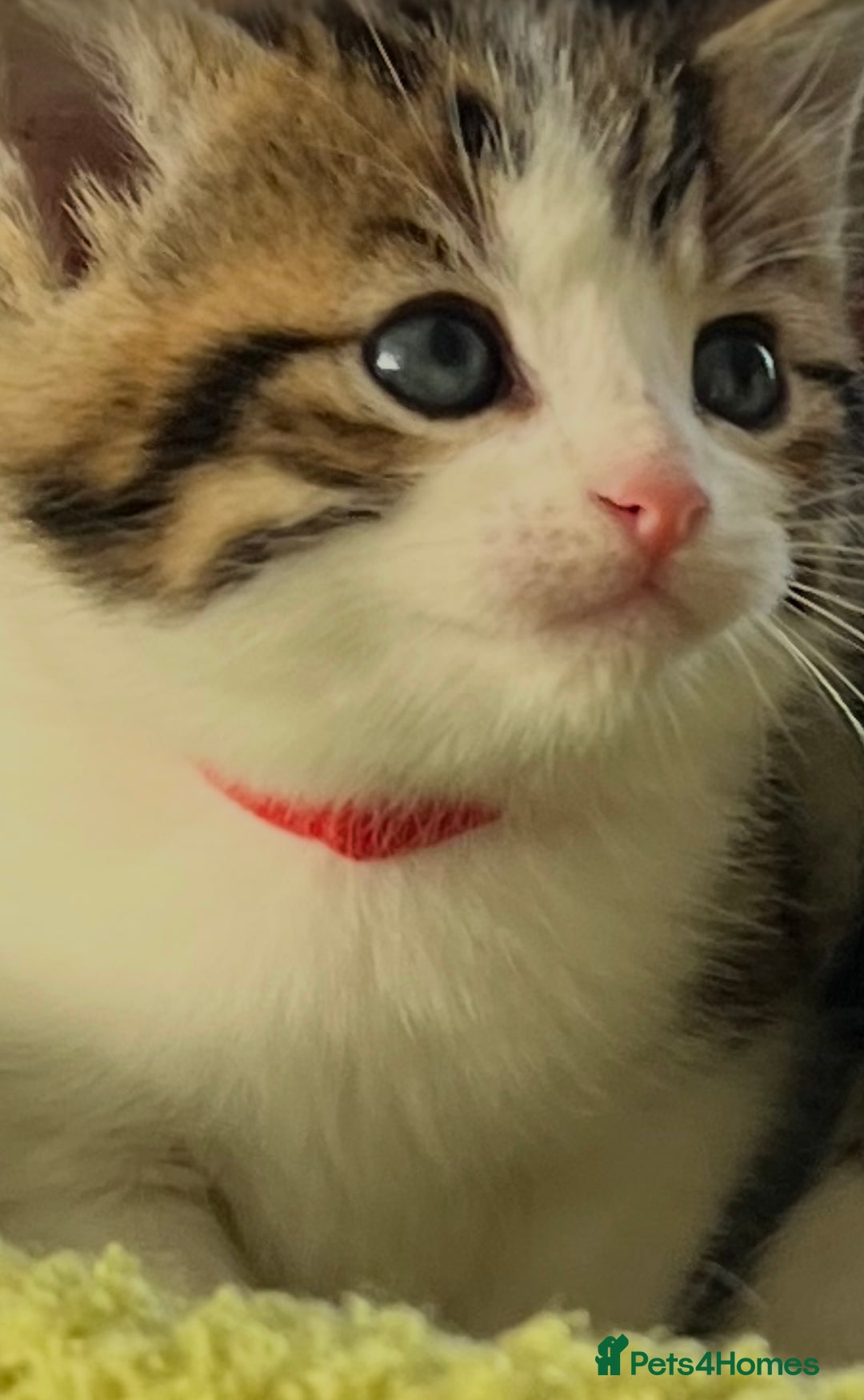 Mixed Breed cats for sale: READY NOW, 3 BEAUTIFUL TABBY BOYS (with Bengal)  - Image 1