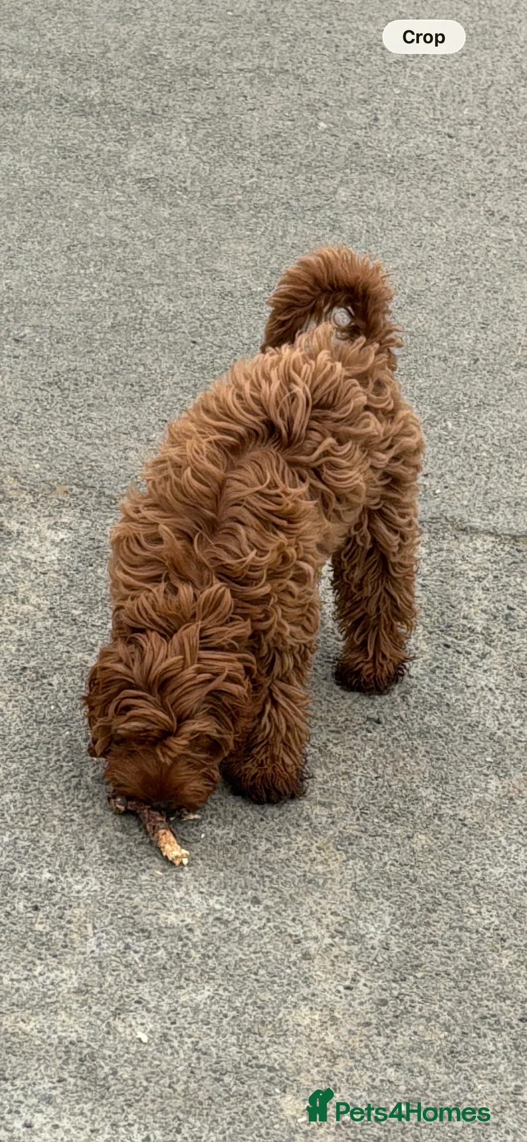 Cockapoo dogs for sale: Cockapoo  in Gravesend - Advert 3