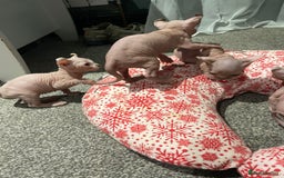 Sphynx cats for sale: Sphynx kittens for sale  - Image 16
