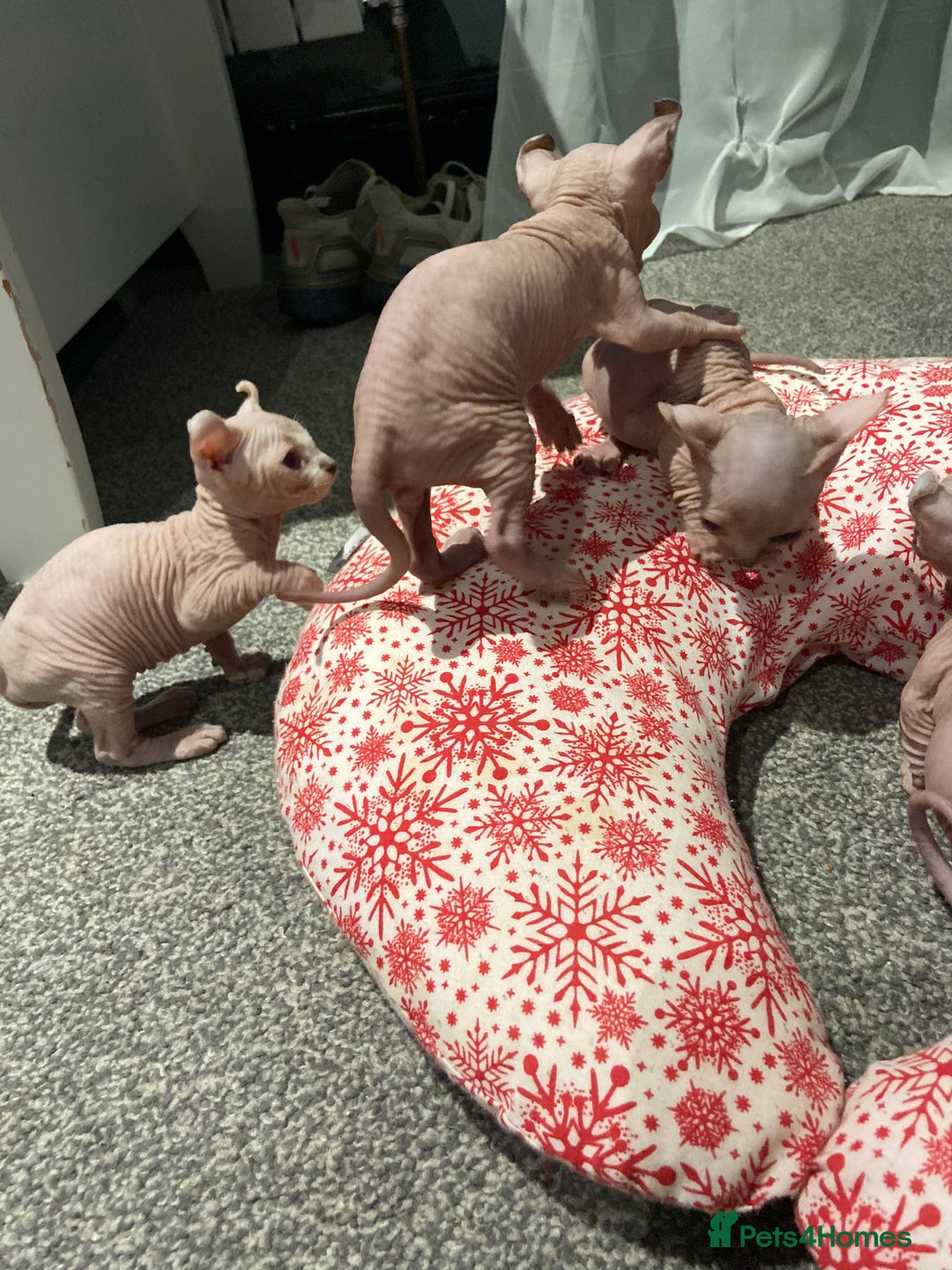 Sphynx cats for sale: Sphynx kittens for sale  - Image 16