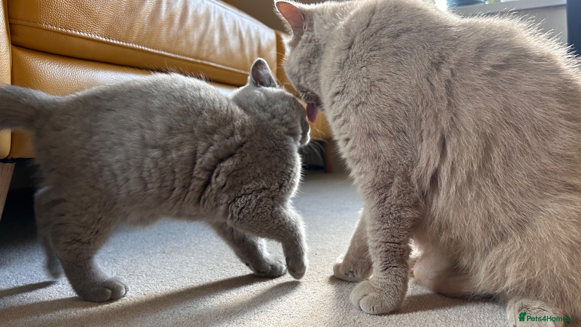 British Shorthair cats Tica Registered British Shorthair Kittens - Advert 2