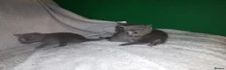 Russian Blue cats for sale: Beautiful Russian Blue Kittens  - Advert 4