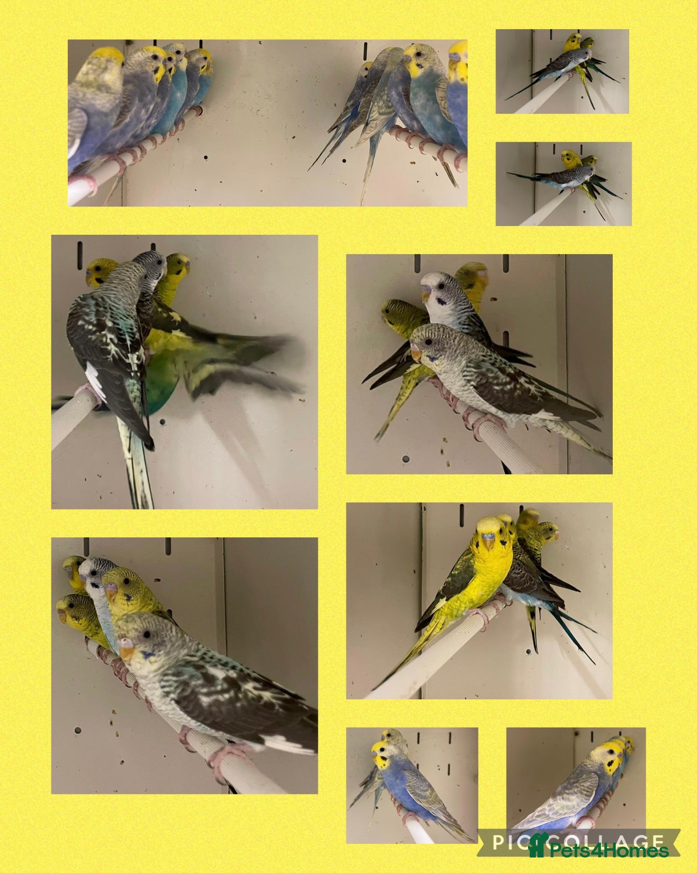 Budgerigars birds Baby budgies - Advert 2