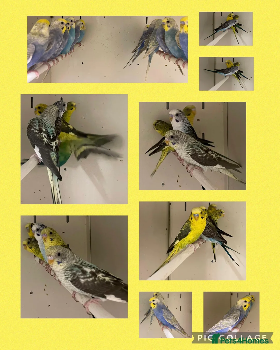 Budgerigars birds for sale: Baby budgies - Advert 2