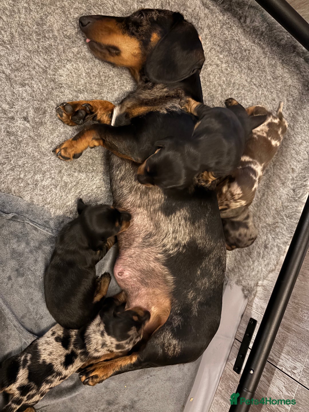 Miniature Dachshund dogs for sale: Stunning Miniature Dachsund pups available  - Image 18