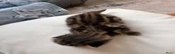 Mixed Breed cats for sale: 6 Absolutely Gorgeous Kittens!  - Advert 5