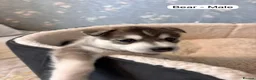 Siberian Husky dogs for sale: Stunning Siberian Huskies  in Sheffield - Advert 10