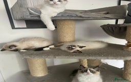 Ragdoll cats for sale: GCCF pedigreed ragdoll kittens READY TO LEAVE  - Image 8
