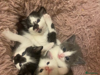 Mixed Breed cats Beautiful fluffy kittens- 2 left - Advert 17