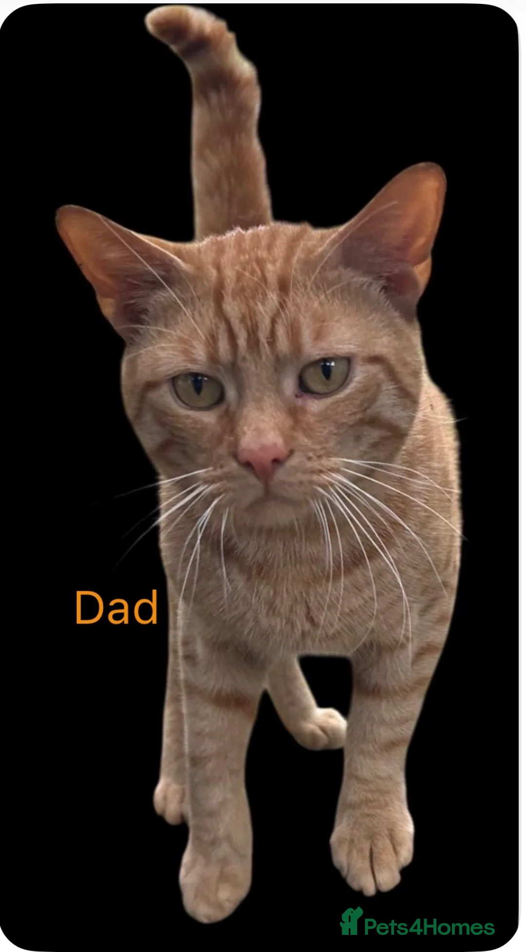 Mixed Breed cats for sale: Pure Ginger Mackerel Tabbies - Advert 2