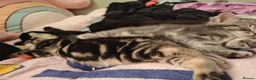Mixed Breed cats for sale: 4 kittens  - Advert 3