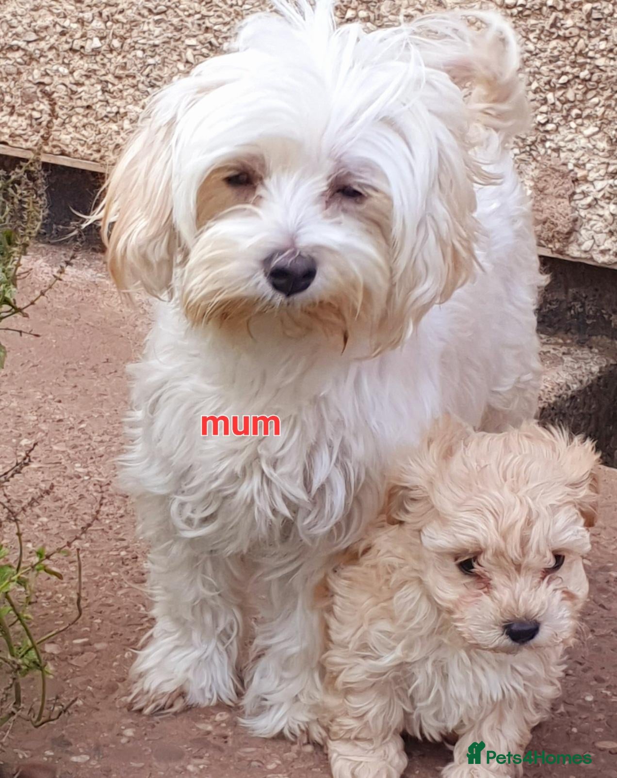 Maltipoo dogs for sale: Korean mulitpoo - Advert 1