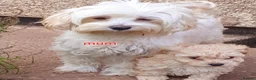 Maltipoo dogs for sale: Korean mulitpoo - Advert 1