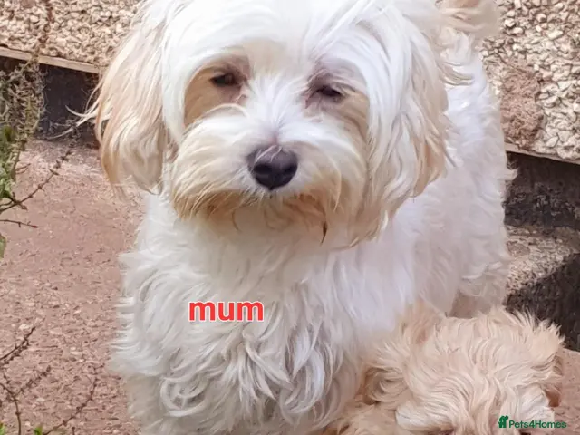 Maltipoo dogs for sale: Korean mulitpoo - Advert 1
