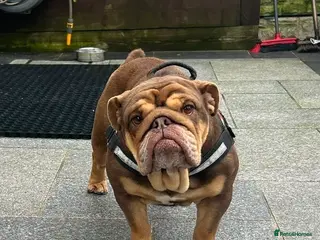 English Bulldog dogs English bulldog female - Advert 7