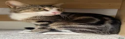 Mixed Breed cats for sale: Rosey, female Tabby mix age 3 - Advert 1