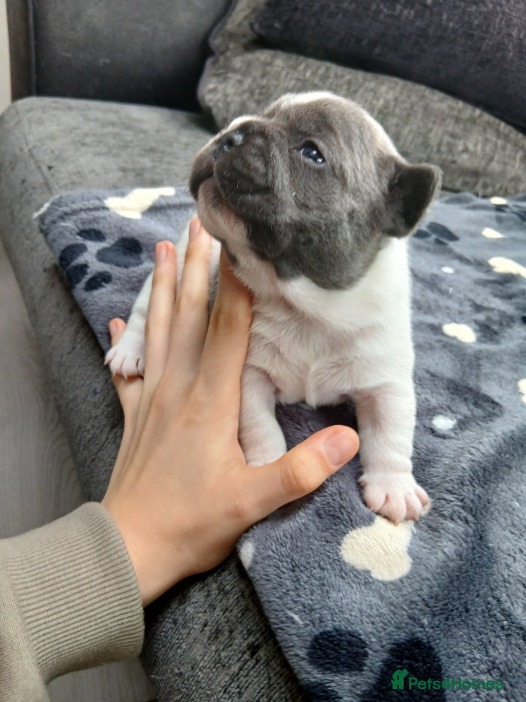 French Bulldog dogs for sale: French bulldog puppies 2 boys 1 girl left in Chatham - Image 1