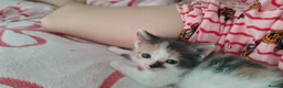 Mixed Breed cats for sale: 4 male calicos - Advert 2