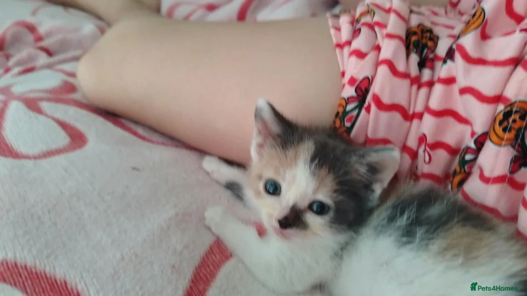 Mixed Breed cats for sale: 4 male calicos - Advert 2