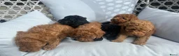 Cockapoo dogs for sale: Cockapoo - Advert 15