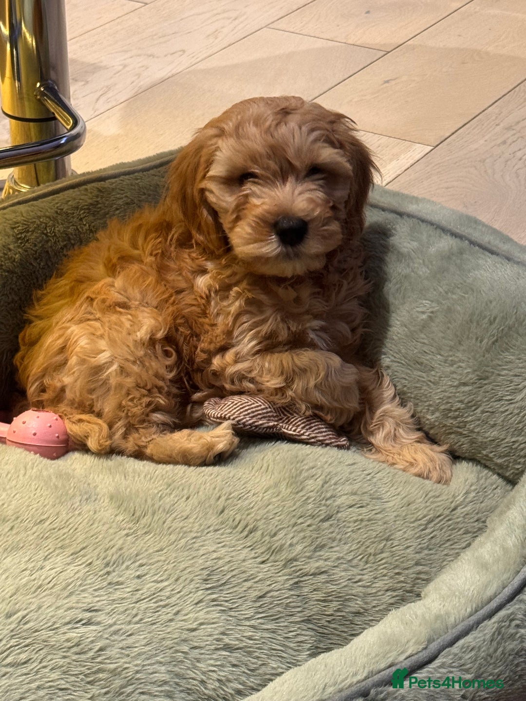 Cockapoo dogs for sale:  Beautiful 14-week Cockapoo ready for loving home  - Advert 3