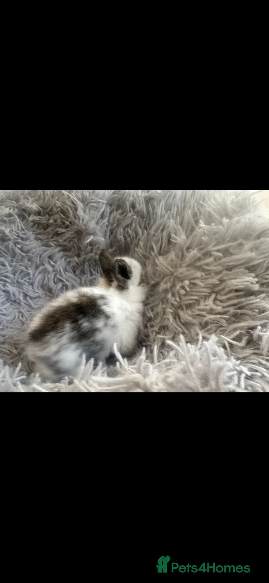 Lionhead rabbits for sale: Adorable Lionhead rabbits looking for Loving Homes in Bedford - Advert 5