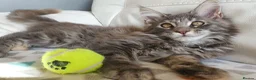 Maine Coon cats for sale: TICA Reg Pure Bread Maine coon kitten - Advert 5