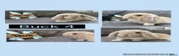 Mini Lop rabbits for sale: Pure bred Mini Lop Babies - Advert 4