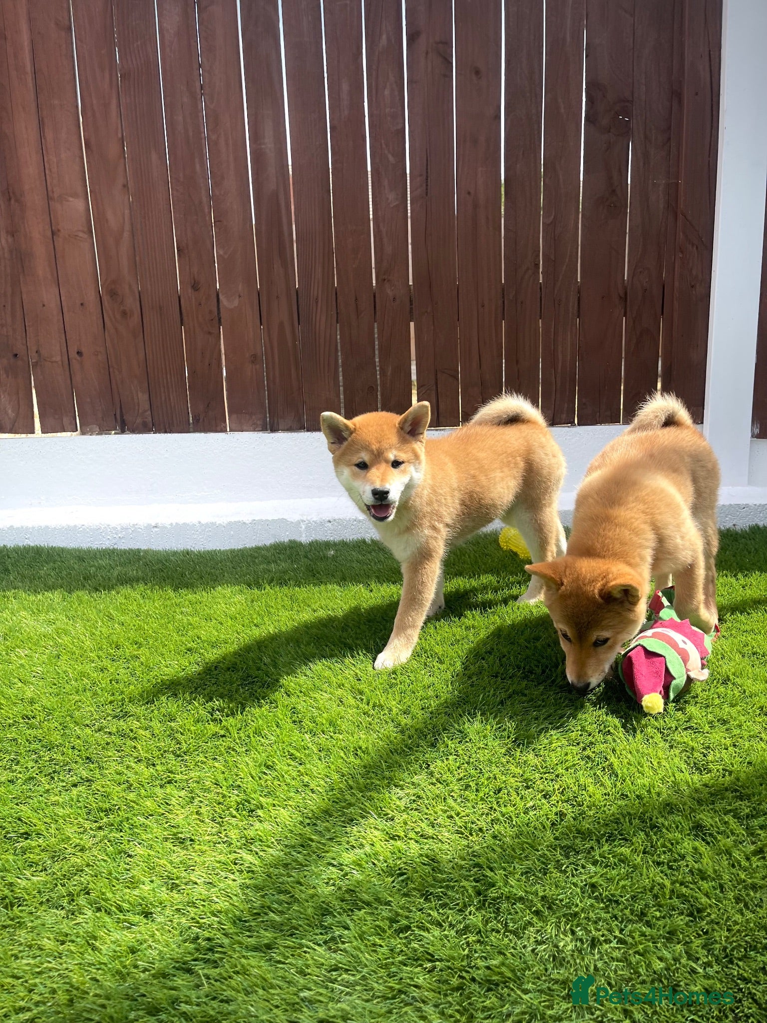 Japanese Shiba Inu dogs KC registered Japanese Shiba Inu puppies - Advert 2