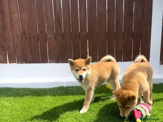 Japanese Shiba Inu dogs KC registered Japanese Shiba Inu puppies - Advert 2