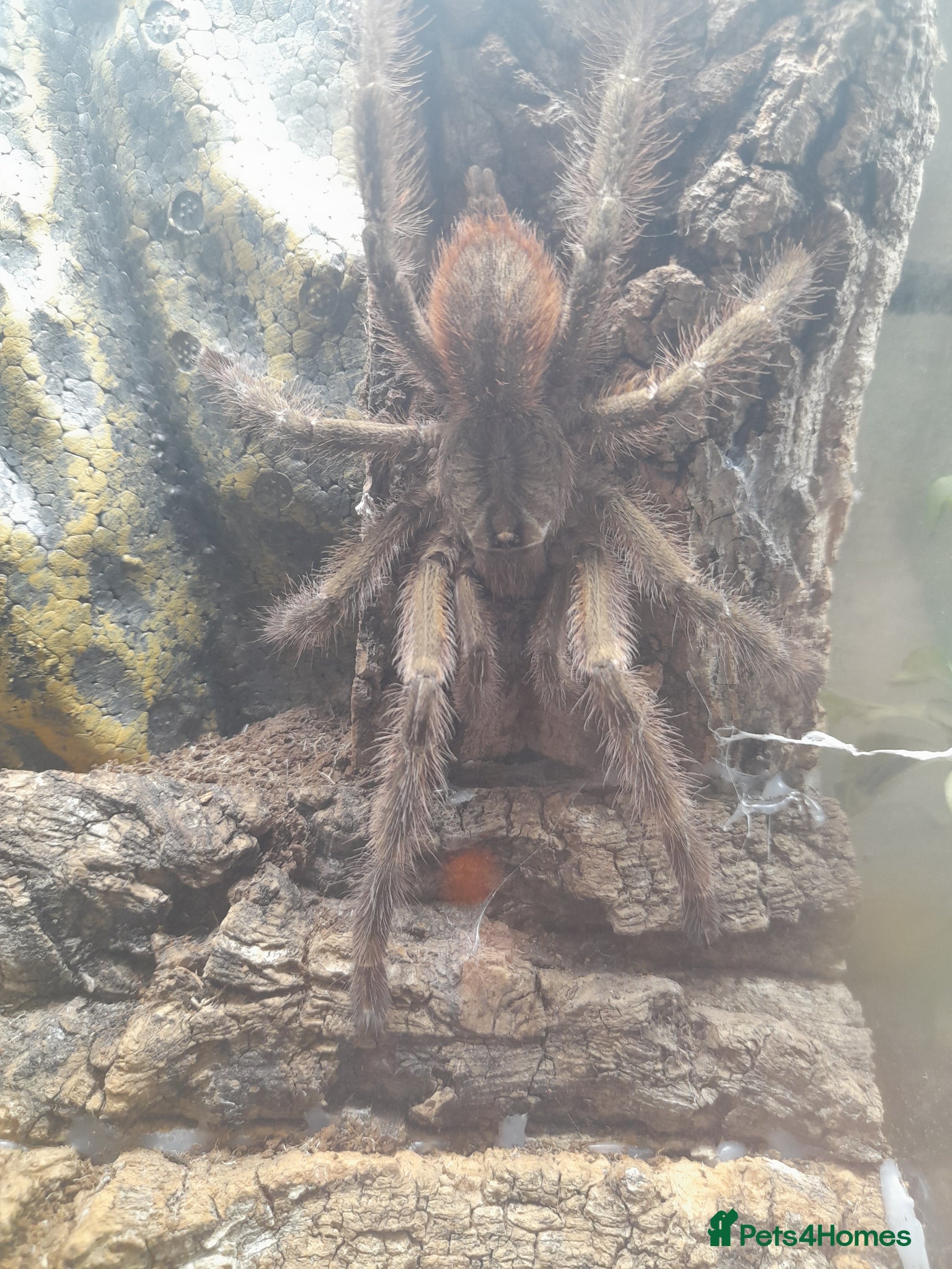 Tarantulas invertebrates Poecilotheria subfusca lowland mature male - Advert 1
