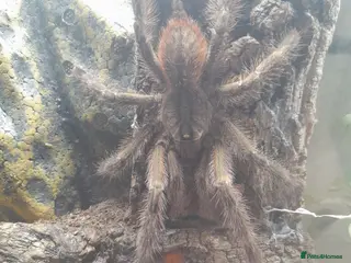 Tarantulas invertebrates Poecilotheria subfusca lowland mature male - Advert 1