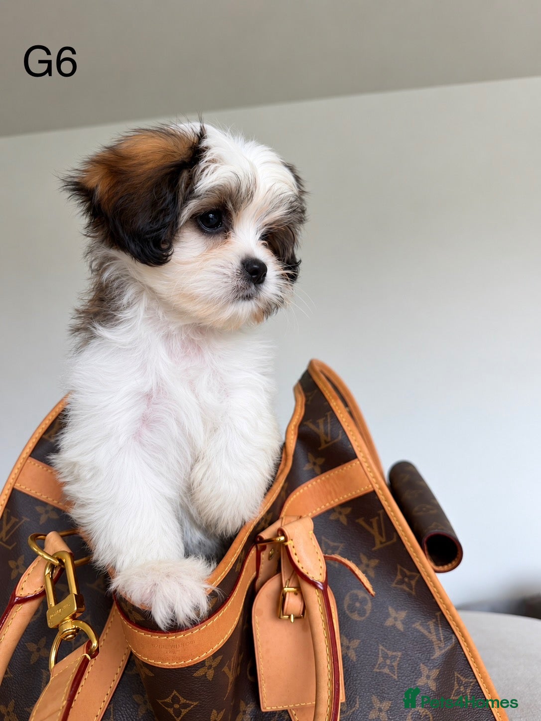 Cava Tzu dogs Gorgeous Cavatzus – Cavalier × Shih Tzu Puppies - Advert 1