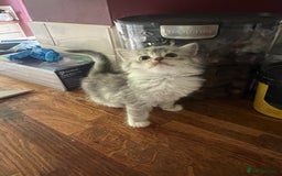 Ragdoll cats for sale: Persian ragdoll - Image 20