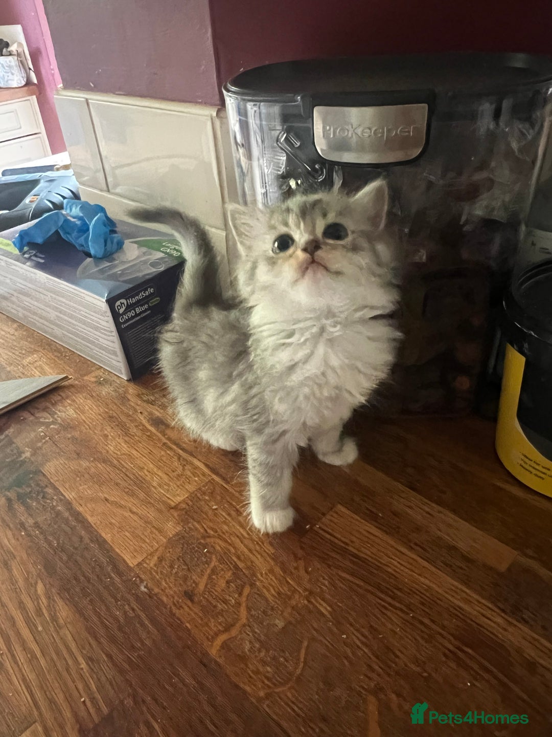 Ragdoll cats for sale: Persian ragdoll - Image 20