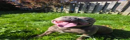 Staffordshire Bull Terrier dogs for stud: STUD 7th GEN BLUE STAFF LOKI IS READY TO BREED in Harrogate - Advert 7