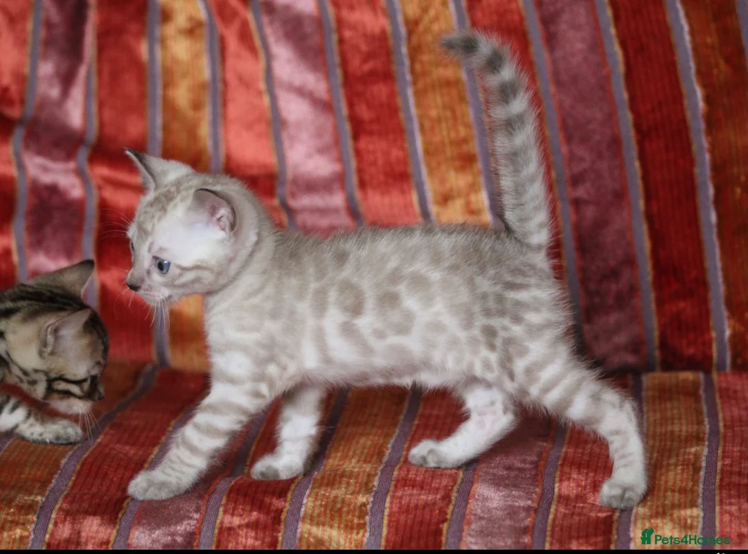 Bengal cats for sale: Outstanding Bengal kittens , European champion dad - Advert 1