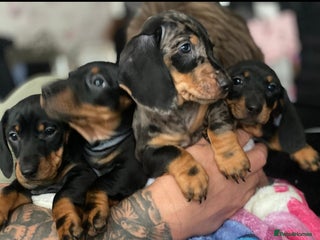 Dachshund dogs Ready to leave - Advert 6