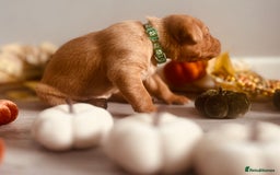 Labrador Retriever dogs for sale: Yellow Labrador Puppies - Image 39