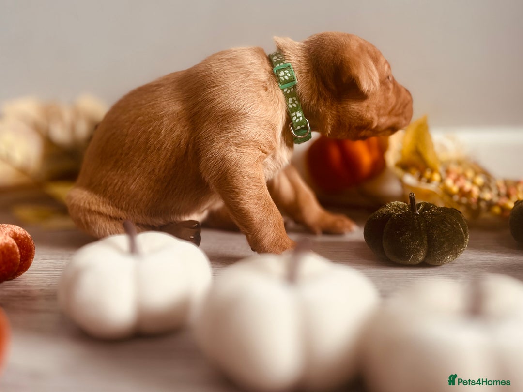 Labrador Retriever dogs for sale: Yellow Labrador Puppies - Image 39